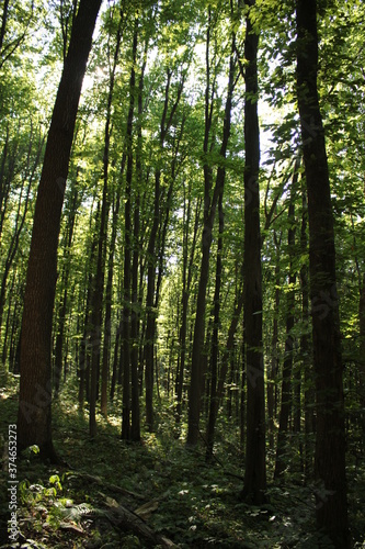 Fototapeta Naklejka Na Ścianę i Meble -  
Bright greenery is pleasing to the eye in a summer forest on a sunny day