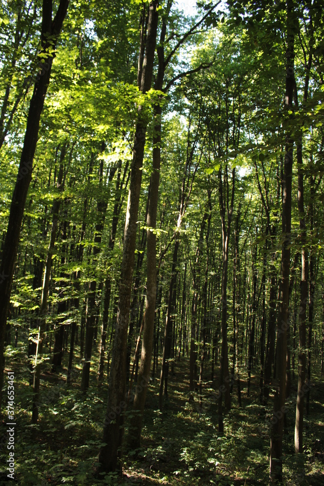 Bright greenery is pleasing to the eye in a summer forest on a sunny day
Bright greenery is pleasing to the eye in a summer forest on a sunny day