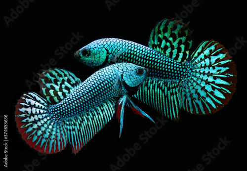 Wild nature betta splendens or wild siamese fighting fish.