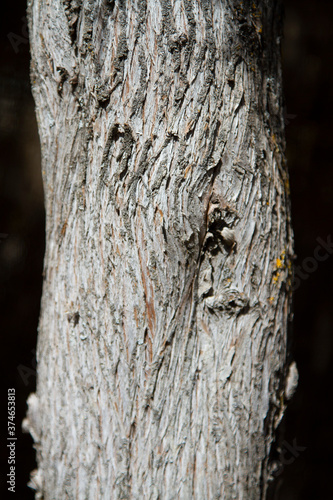 Corteza y tronco de tuya.