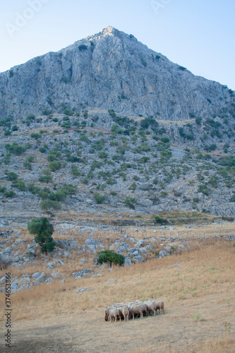 Rebaño de ovejas en la sierra.