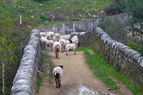 Ovejas cruzando un puente.