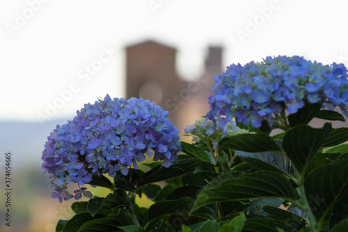 Bild auf Leinwand Lilac colored hydrangea in the foreground, in the background the fortress of Bolsena, Lazio Italy