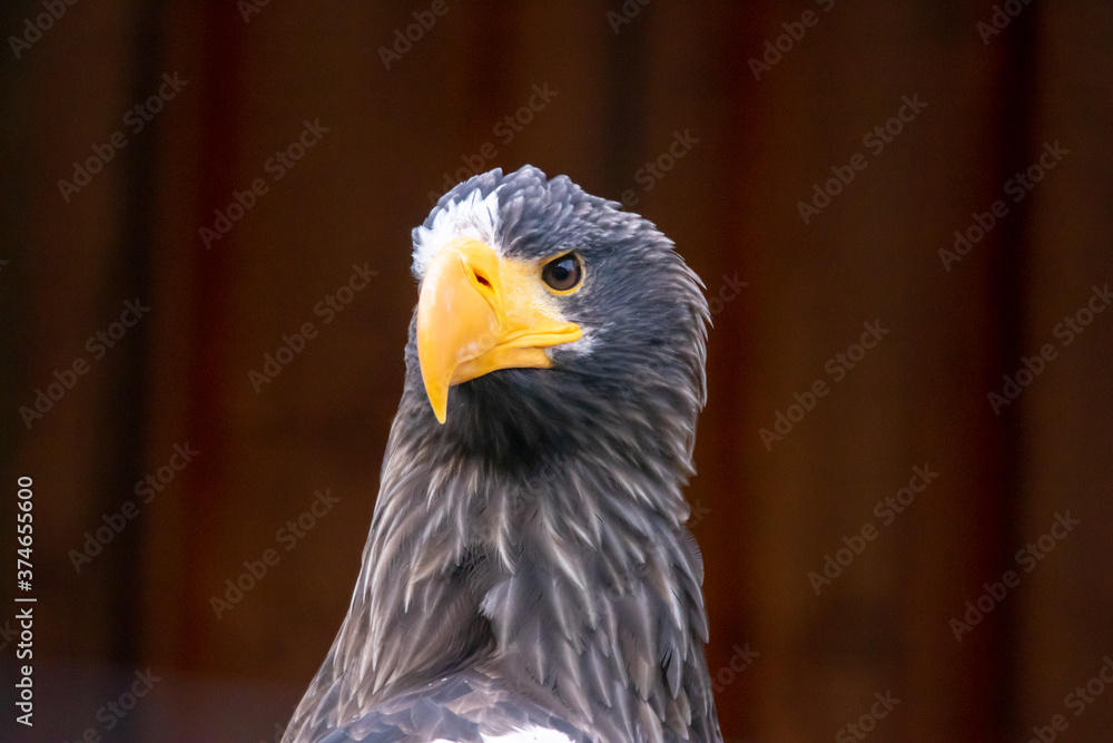 Obraz premium Adler