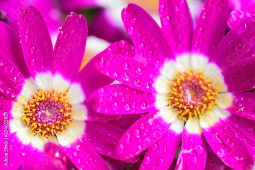 Macro texture of pink Daisy flower with water droplets