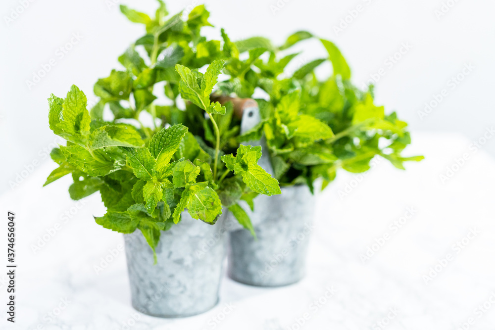 Garden mint Garden mint