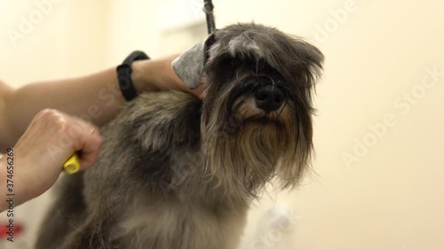 A groomer cuts a miniature schnauzer's fur in a groomer salon.4k