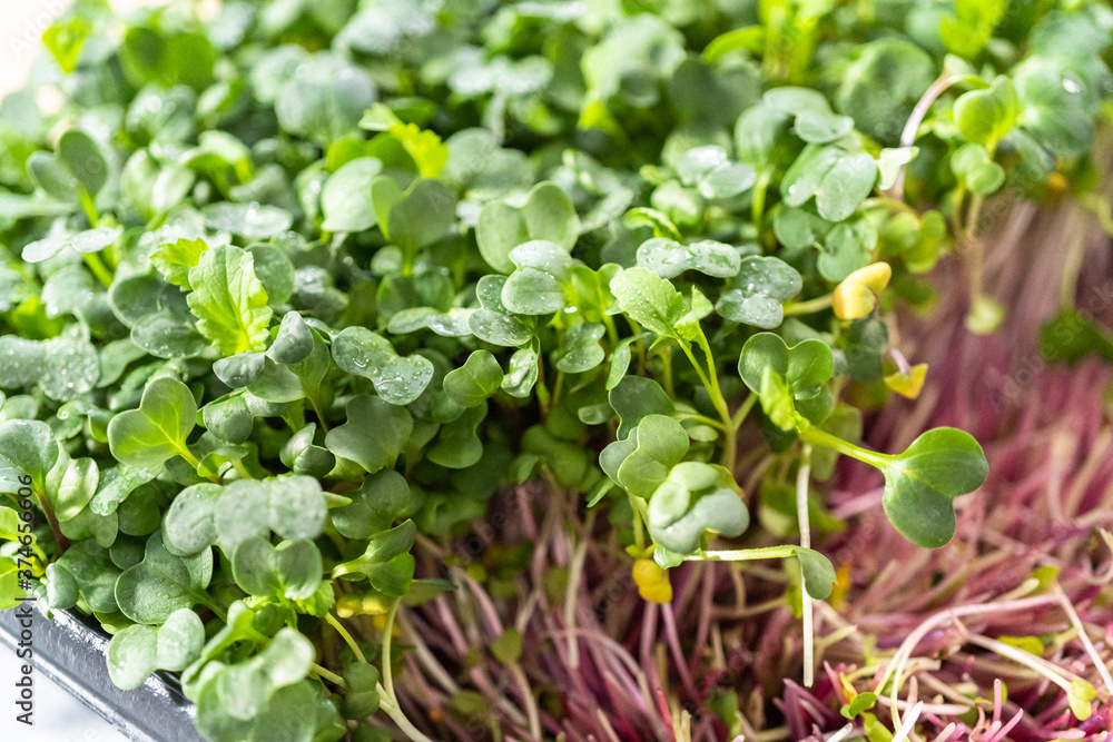 Microgreens Microgreens