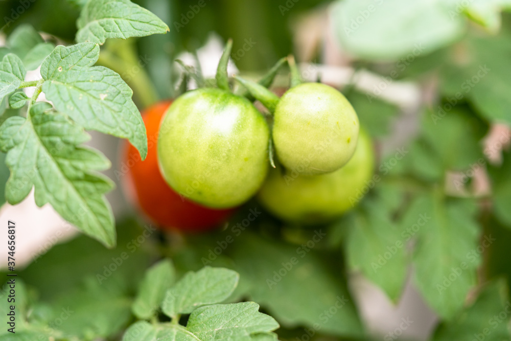 Fototapeta premium Tomato plant