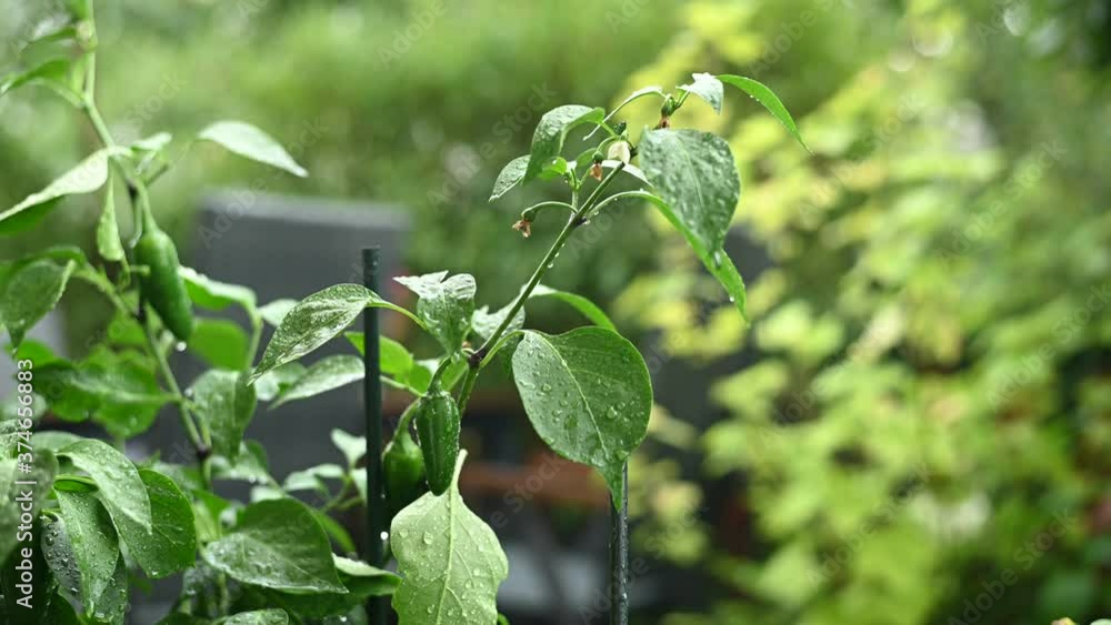 Paprikapflanze auf einem Balkon bei starken regen aufgrund des klimawandels