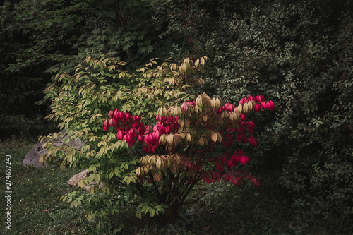  A bush with red flowers. Summer park.