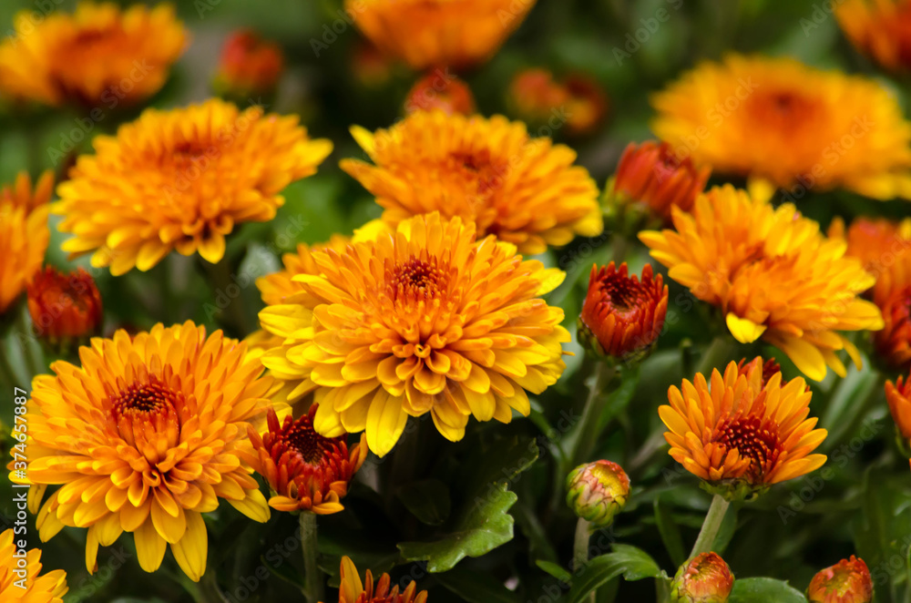 Blossom chrysanthemums red-orange-yellow texture for calendar Blossom chrysanthemums red-orange-yellow texture for calendar