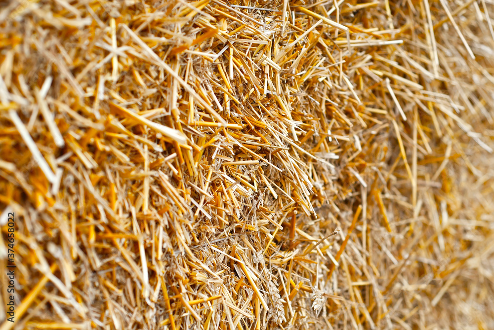 The texture of the yellow hay. The dry grass is collected in the drainage of the hay.