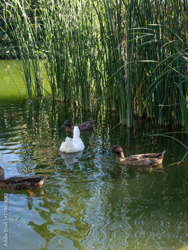 Ducks swimming