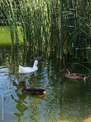 Ducks swimming