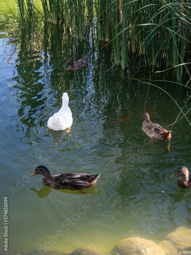 Ducks swimming