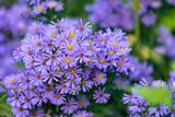 flowers Symphyotrichum novi-belgii purple color