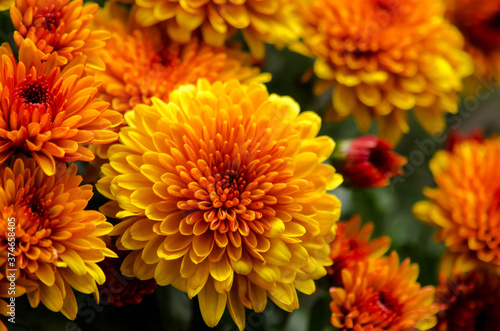 Blossom chrysanthemums red-orange-yellow texture for calendar