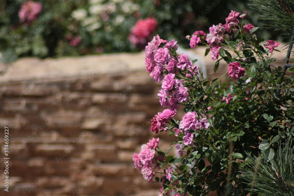 Obraz premium pink flowers on a tree