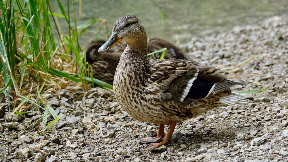 Enten und Entenküken an einem See Enten und Entenküken an einem See