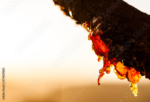 Intricate tree sap against a sunset