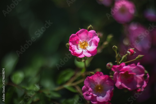 In the garden blooms a Bush with beautiful bright pink roses Selective and soft focus. Rose close-up in sunlight on a dark blurry background with a copy of space.