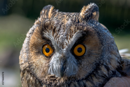 Eagle owl ( Asio Otus) close up portrait shot on a bright sunny day. © Alpar