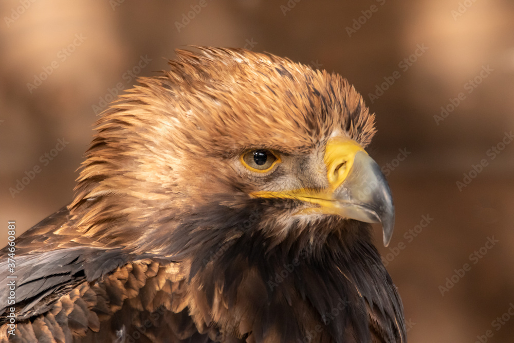 Adler Adler