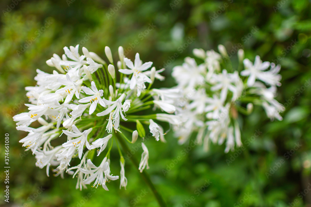White globular leek (allium hybride karataviense) in front of a green background. Photographed with a small aperture for bokeh and a blurred background. White globular leek (allium hybride karataviense) in front of a green background. Photographed with a small aperture for bokeh and a blurred background.