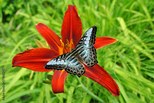 Malaysian blue clipper butterfliy on a hemerocallis flower photo