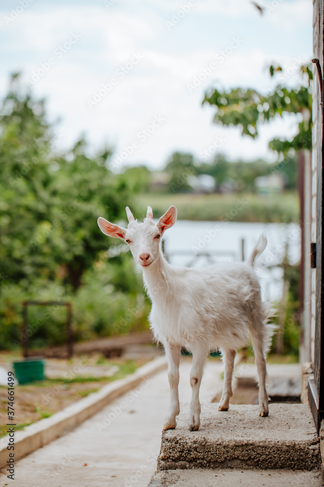 White goat stands on the steps of the house, against the background of trees