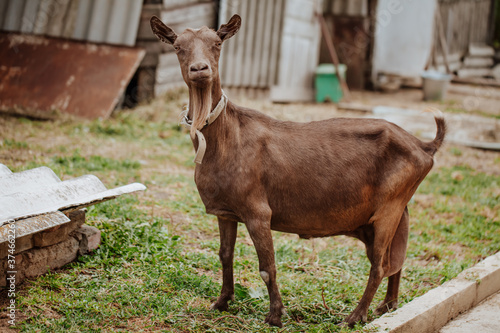 A brown goat with a large udder and a beard and collar stands in the farmyard