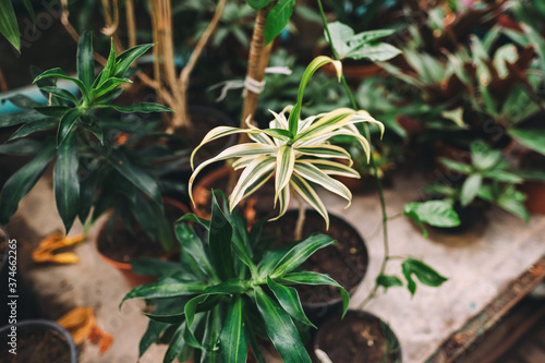 Green leaves of plant dracaena reflexes in greenhouse. Tropical vegetation.