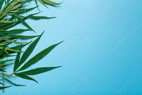 Cannabis (marijuana) leaves on a minimal blue background. Medical marijuana (hemp) and products from it. © uladzimirzuyeu