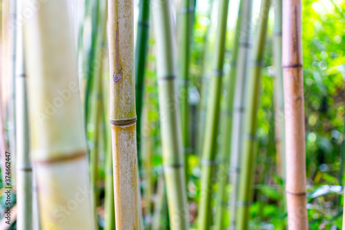 Bamboo trees grow into the sky. Background image with different vertical textures and shades of green. Botanical Garden  Heller Garten  in Gardone  Italy.