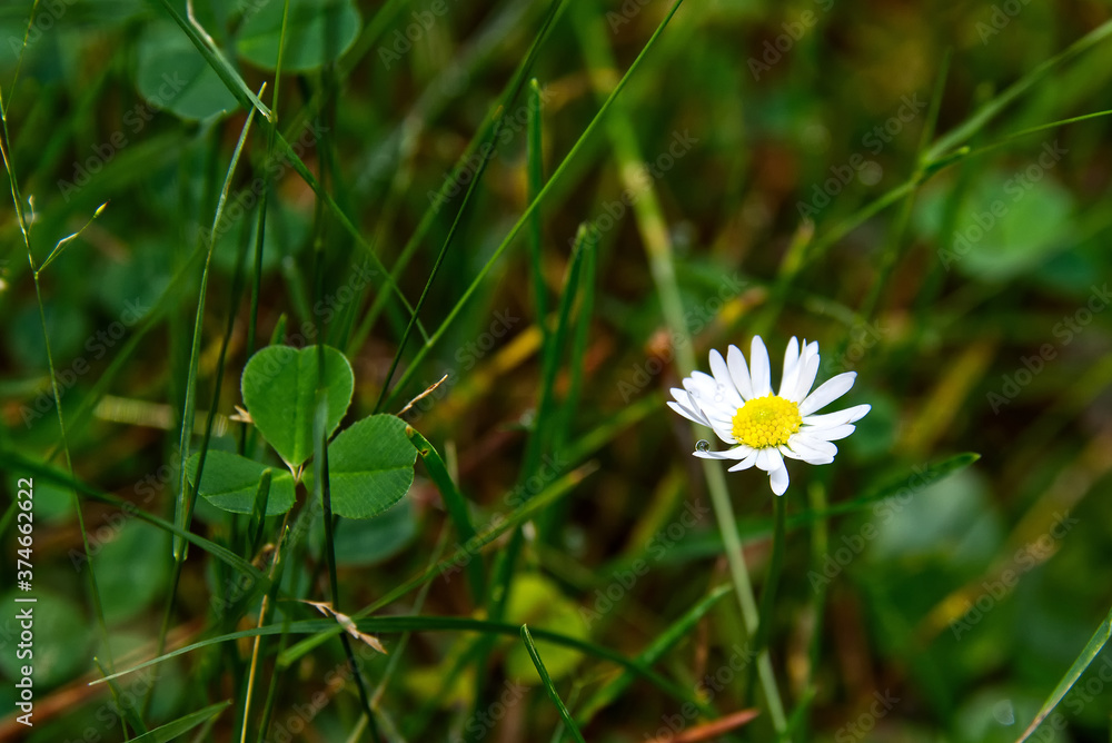 Oxeye daisy flower with a rain drop Oxeye daisy flower with a rain drop