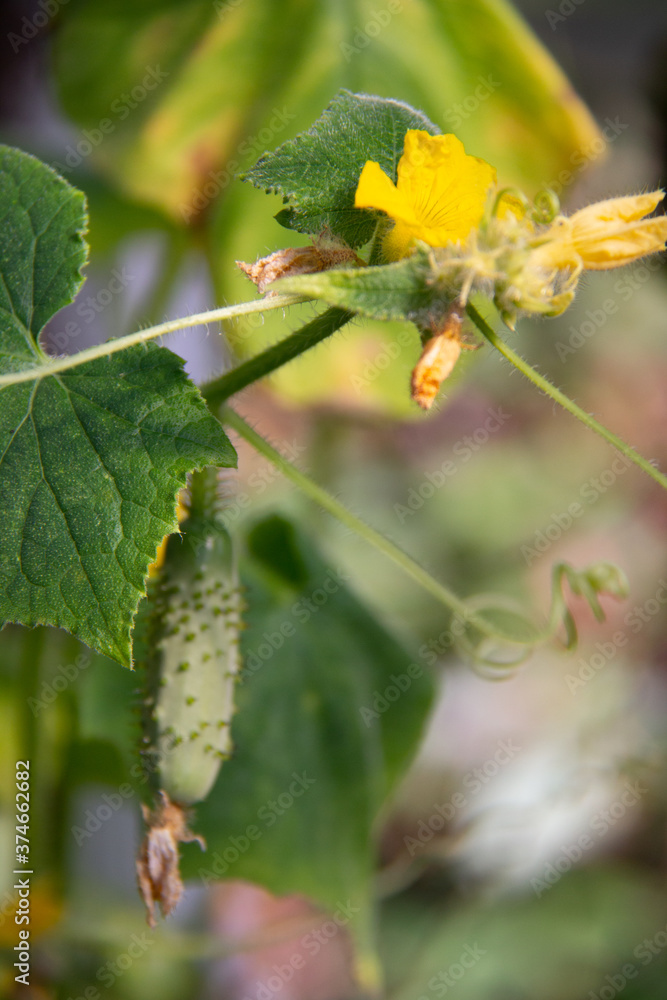 green cucumber and his flower in the greenhouse green cucumber and his flower in the greenhouse