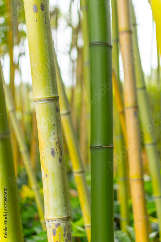 Fototapeta Naklejka Na Ścianę i Meble -  Bamboo trees grow into the sky. Background image with different vertical textures and shades of green. Botanical Garden (Heller Garten) in Gardone, Italy.