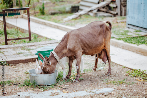 White and brown goats eat food from a galvanized basin in the farmyard