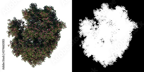 Top view of Tree (Young Rosy trumpet pink poui Apamate Tree 1) Plant png with alpha channel to cutout made with 3D render  photo