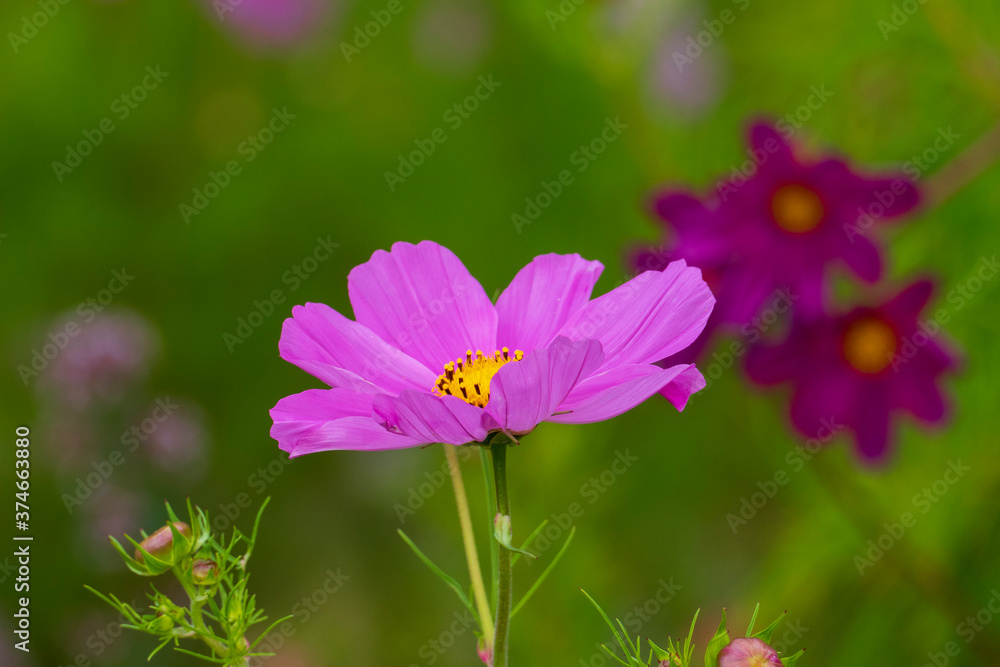 Lila Schmuckkörbchen, Cosmea Blütte vor unscharfem Hintergrund Lila Schmuckkörbchen, Cosmea Blütte vor unscharfem Hintergrund