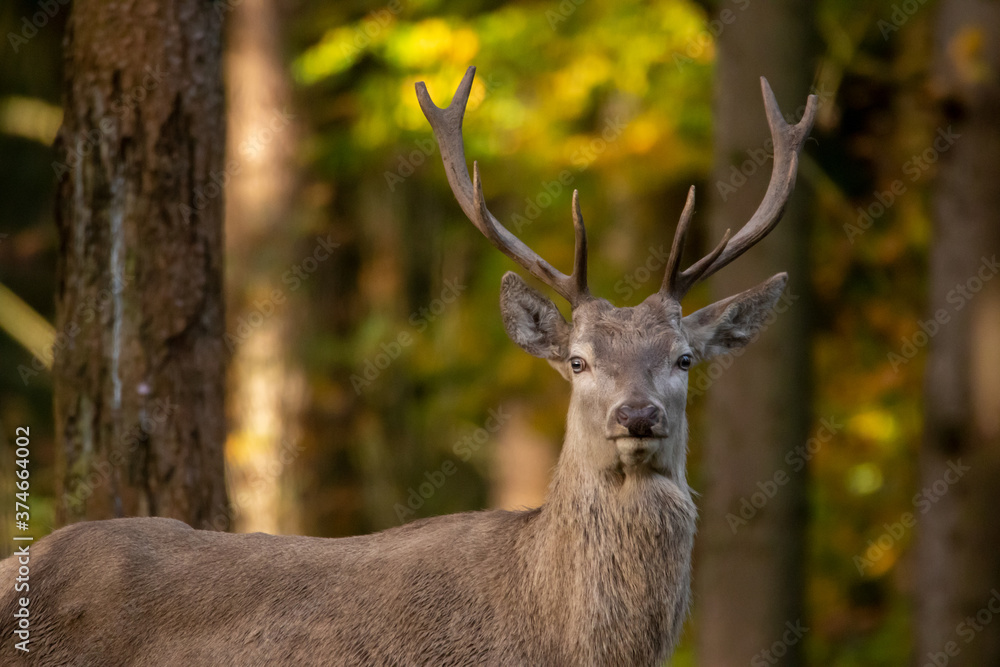Naklejka premium Hirsch