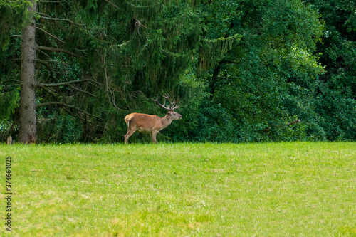 Hirsch auf einer Lichtung im Wald frisst Gras © HeiSpa