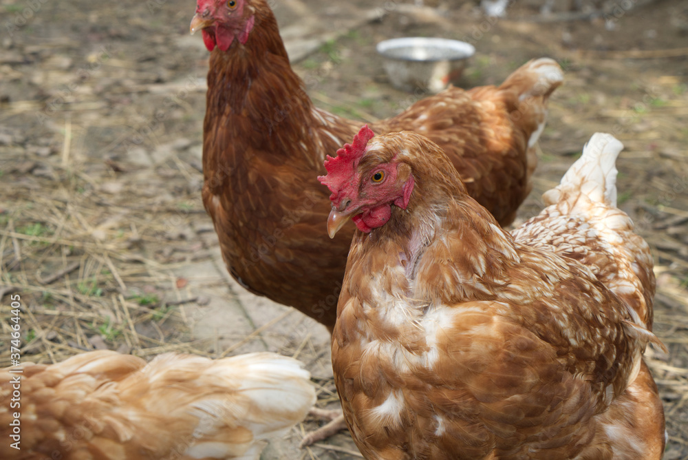 Fototapeta premium A pair of pasture raised chickens peck for feed on the ground
