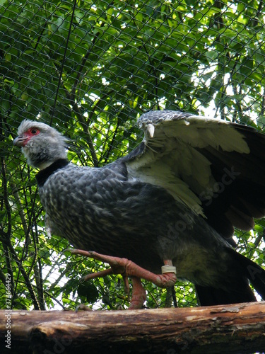 vulture in the zoo