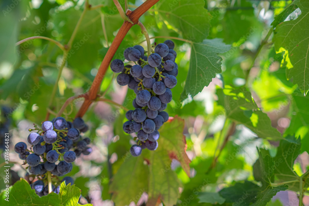 red grapes on vine