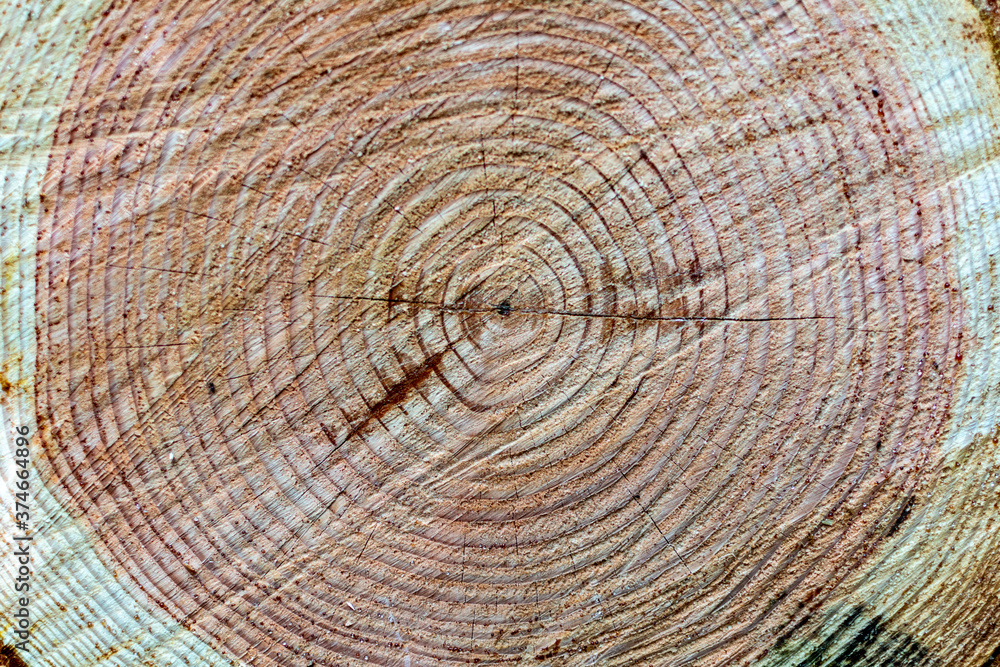 Naklejka premium Close-up of piled tree logs in the forest. Stacks of cut wood. Wood logs, timber logging.