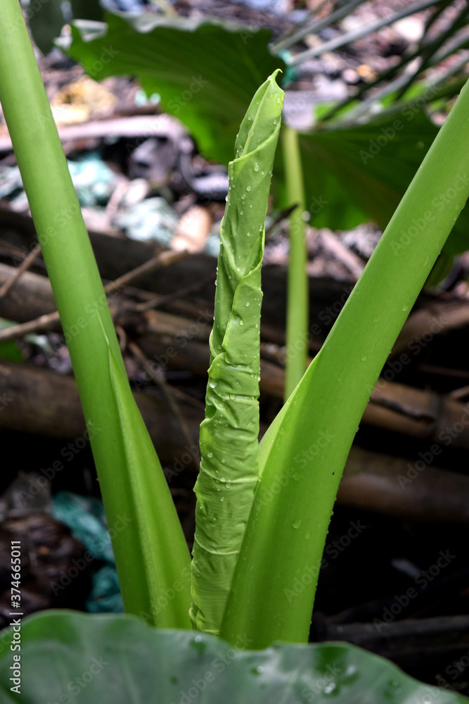 Fototapeta premium Alocasia macrorrhizos, Xanthosoma. Looking like roll.