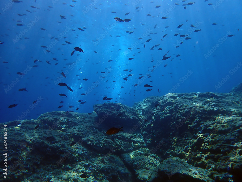 Fototapeta premium Paysage sous-marin