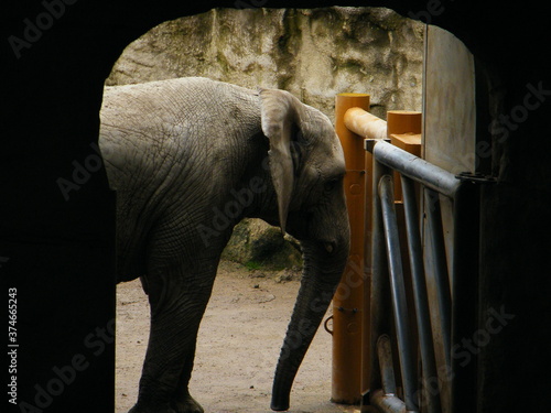 elephant in zoo